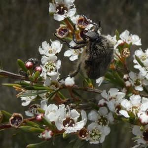 Bisallardiana gymnopleura at Borough, NSW - suppressed