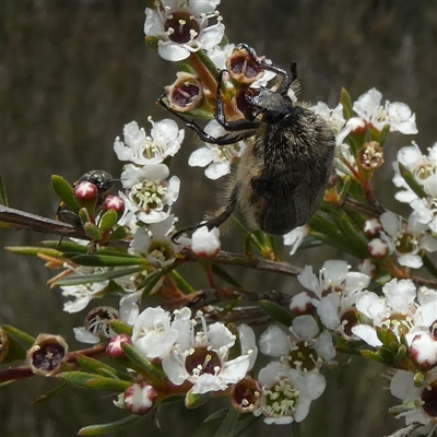 Bisallardiana gymnopleura (Brown flower chafer) at Borough, NSW - 18 Dec 2024 by Paul4K