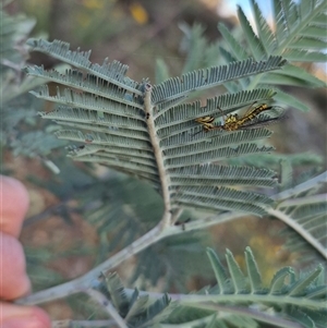 Spaminta minjerribae at Bungendore, NSW - suppressed