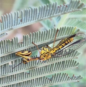 Spaminta minjerribae at Bungendore, NSW - suppressed