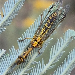 Spaminta minjerribae at Bungendore, NSW - suppressed