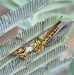 Spaminta minjerribae at Bungendore, NSW - suppressed