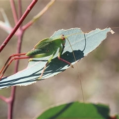 Unidentified Grasshopper, Cricket or Katydid (Orthoptera) at Wodonga, VIC - 14 Dec 2024 by KylieWaldon