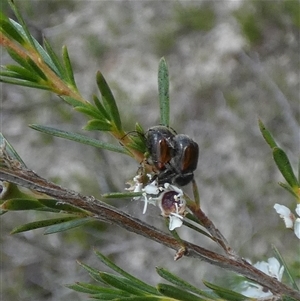 Automolius sp. (genus) at Borough, NSW - suppressed