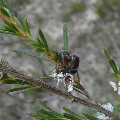 Unidentified Scarab beetle (Scarabaeidae) at Borough, NSW - 18 Dec 2024 by Paul4K