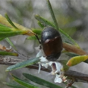 Automolius sp. (genus) at Borough, NSW - suppressed