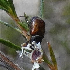 Automolius sp. (genus) at Borough, NSW - suppressed