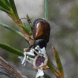 Automolius sp. (genus) at Borough, NSW - suppressed