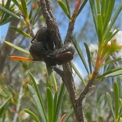 Automolius sp. (genus) at Borough, NSW - suppressed