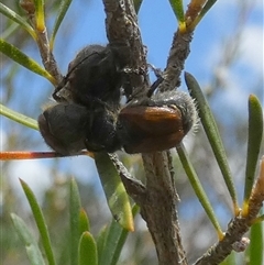 Automolius sp. (genus) at Borough, NSW - suppressed