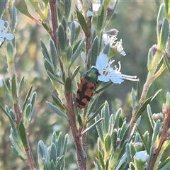 Castiarina scalaris at Bungendore, NSW - 18 Dec 2024 by clarehoneydove