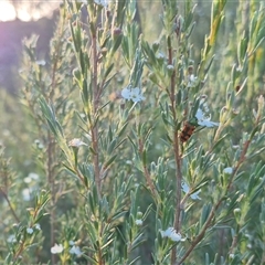 Castiarina scalaris at Bungendore, NSW - suppressed