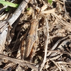 Phaulacridium vittatum (Wingless Grasshopper) at Wodonga, VIC - 15 Dec 2024 by KylieWaldon