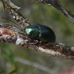 Unidentified Jewel beetle (Buprestidae) at Borough, NSW - 18 Dec 2024 by Paul4K