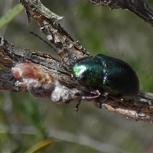 Aporocera (Aporocera) jacksoni at Borough, NSW - 18 Dec 2024