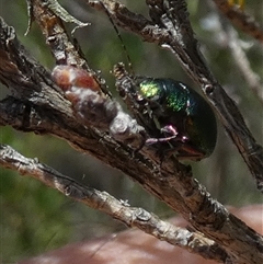 Aporocera (Aporocera) jacksoni at Borough, NSW - suppressed