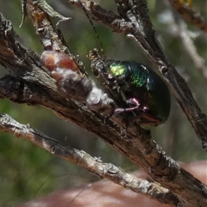 Aporocera (Aporocera) jacksoni at Borough, NSW - suppressed