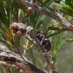 Aporocera (Aporocera) jacksoni at Borough, NSW - 18 Dec 2024