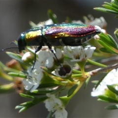 Selagis caloptera (Caloptera jewel beetle) at Borough, NSW - 18 Dec 2024 by Paul4K