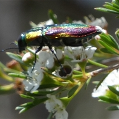 Unidentified Jewel beetle (Buprestidae) at Borough, NSW - 18 Dec 2024 by Paul4K