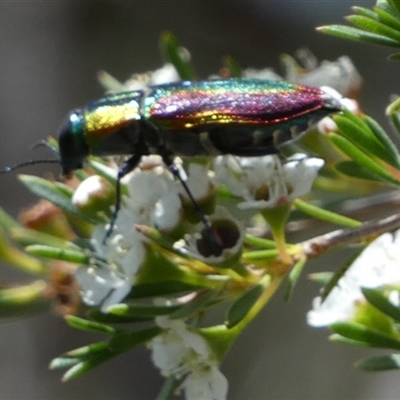 Unidentified Jewel beetle (Buprestidae) at Borough, NSW - 18 Dec 2024 by Paul4K