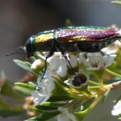 Selagis caloptera at Borough, NSW - suppressed