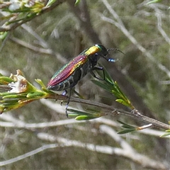 Selagis caloptera at Borough, NSW - suppressed