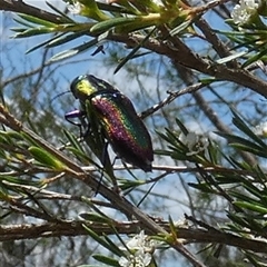 Selagis caloptera at Borough, NSW - suppressed