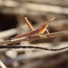 Acrida conica at Wodonga, VIC - 14 Dec 2024 by KylieWaldon