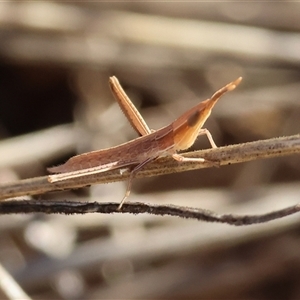 Acrida conica at Wodonga, VIC - 15 Dec 2024