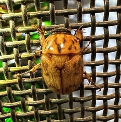 Cyclocephala signaticollis (Argentinian scarab) at Ainslie, ACT - 12 Dec 2024 by Pirom