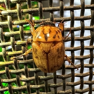 Cyclocephala signaticollis at Ainslie, ACT - 12 Dec 2024