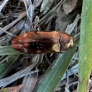 Diphucrania marmorata at Hackett, ACT - 18 Dec 2024 03:46 PM