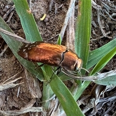 Diphucrania marmorata at Hackett, ACT - 18 Dec 2024 03:46 PM