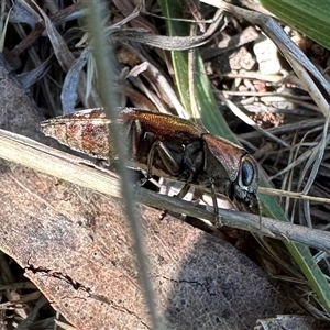 Diphucrania marmorata at Hackett, ACT - 18 Dec 2024 03:46 PM