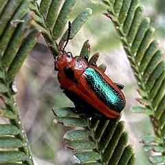 Calomela curtisi (Acacia leaf beetle) at Ainslie, ACT - 7 Dec 2024 by Pirom
