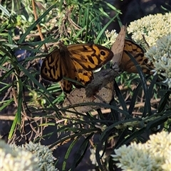 Heteronympha merope (Common Brown Butterfly) at Bungendore, NSW - 18 Dec 2024 by clarehoneydove