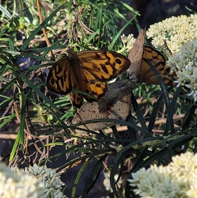 Heteronympha merope (Common Brown Butterfly) at Bungendore, NSW - 18 Dec 2024 by clarehoneydove