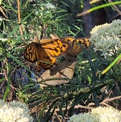 Heteronympha merope at Bungendore, NSW - 18 Dec 2024 05:56 PM