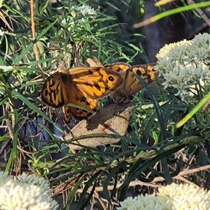 Heteronympha merope at Bungendore, NSW - 18 Dec 2024 05:56 PM