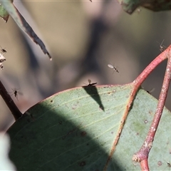 Unidentified True fly (Diptera) at Wodonga, VIC - 14 Dec 2024 by KylieWaldon