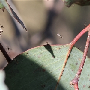 Cecidomyiidae at suppressed - suppressed