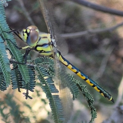 Hemicordulia tau (Tau Emerald) at Bungendore, NSW - 18 Dec 2024 by clarehoneydove