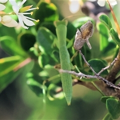 Orthodera ministralis at Wodonga, VIC - 15 Dec 2024 07:24 AM