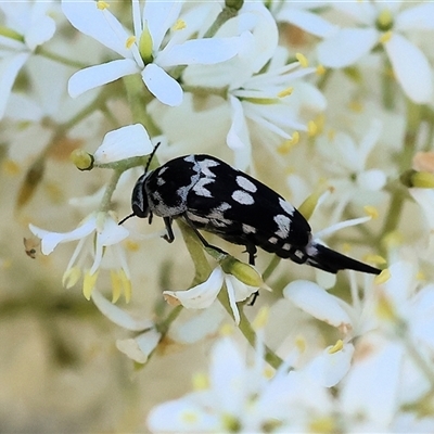 Hoshihananomia leucosticta (Pintail or Tumbling flower beetle) at Wodonga, VIC - 15 Dec 2024 by KylieWaldon