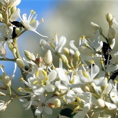 Mordellidae (family) at Wodonga, VIC - 15 Dec 2024