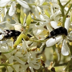 Mordellidae (family) (Unidentified pintail or tumbling flower beetle) at Wodonga, VIC - 15 Dec 2024 by KylieWaldon