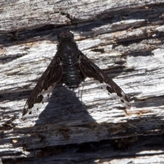 Anthrax maculatus (A bee fly) at Tennent, ACT - 2 Dec 2024 by Pirom