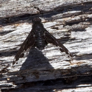 Anthrax maculatus at Tennent, ACT - 2 Dec 2024