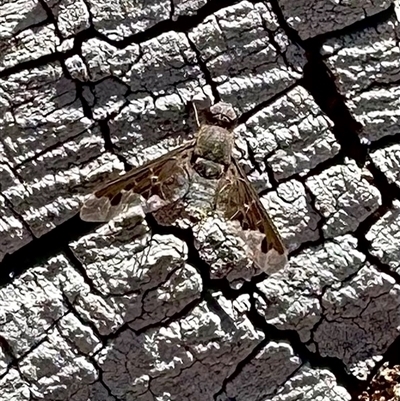 Anthrax sp. (genus) (Unidentified Anthrax bee fly) at Hackett, ACT - 18 Dec 2024 by Pirom